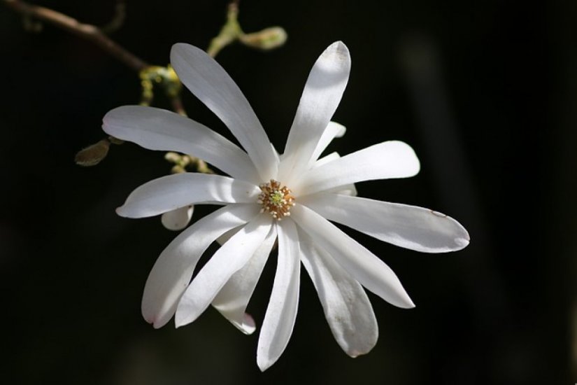 VRTNI CENTAR IVA Dobitnik/ica biljke magnolia stellata je...