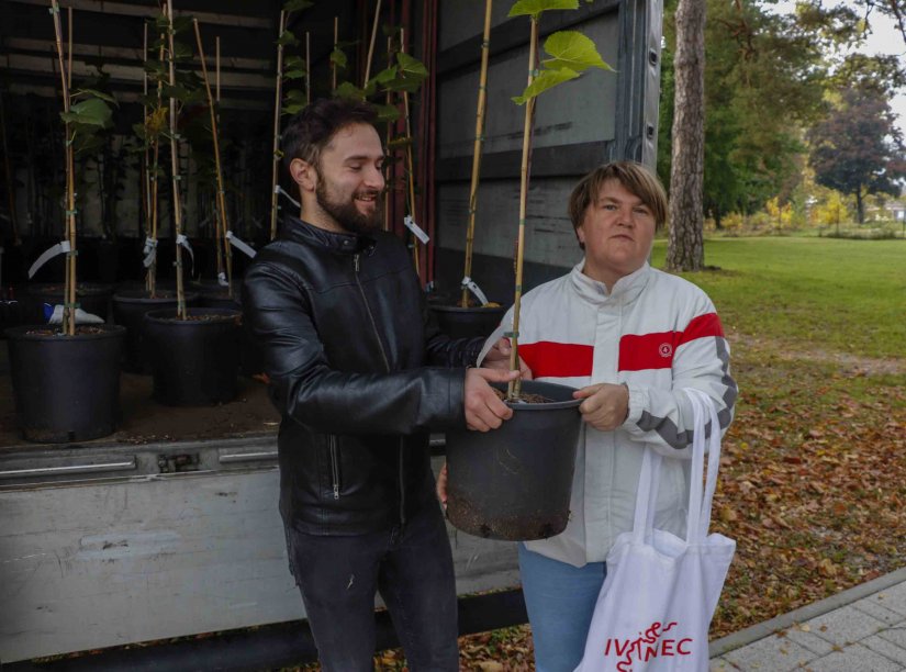 Zaštita i očuvanja stabla starog više od 600 godina: Građanima darovano 100 mladih ivanečkih lipa