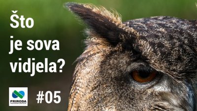 VIDEO: Što je sova vidjela? #05 – Oprezna zelena žuna