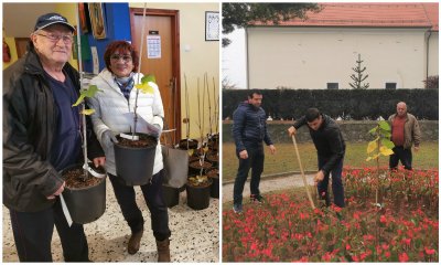 Očuvanje genoma kneginečke lipe: Počela podjela sadnica, prve su već posađene