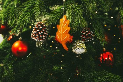 SMREKA Iako božićno drvce nazivamo bor, zapravo je najčešće riječ o smrekama i jelama