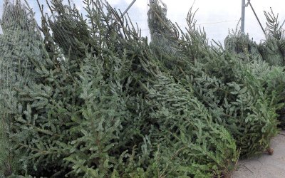U subotu počinje prodaja božićnih drvca na Sajmištu Banfica