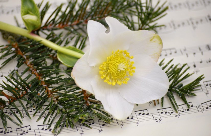 KUKURIJEK Poznat i kao božićna ruža cvate i na snijegu pa se koristi za božićne dekoracije