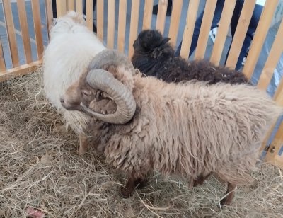 I kraljevski piton te najmanje ovce na svijetu na izložbi malih životinja u Ivancu
