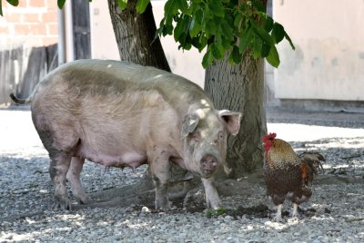 Za osjemenjivanje goveda 26,54 eura, a krmača putem Veterinarske 19,90 eura