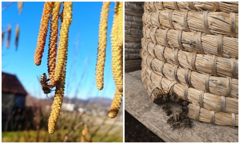 KLIMATSKE PROMJENE Umjesto u košnicama, pčele zimu provode tražeći hranu