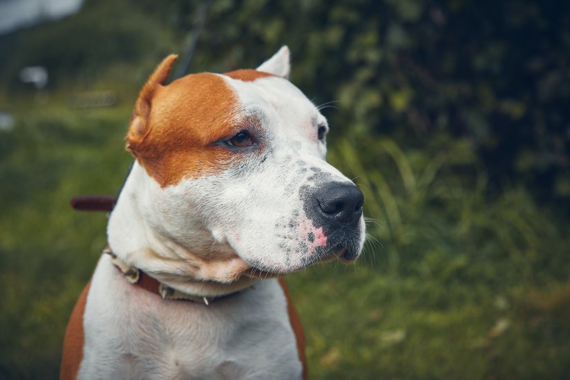 Američki stafford koji je bio bez nadzora ugrizao muškarca