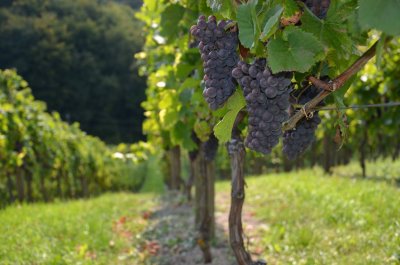 UKIDANJE GRANICA Vinski hram Kotolenko: Znao sam reći da smo &quot;drugorazredni Hrvati&quot;...