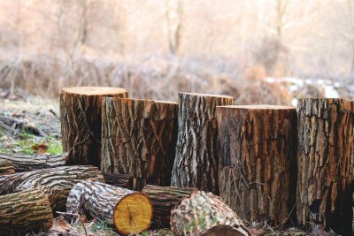 Izmislio kupnju drva jasena i bukve kako bi prišparao PDV