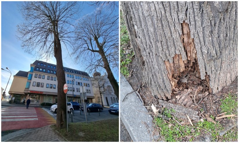 Odgođeno rušenje lipe na uglu Stepinčeve i Cesarčeve ulice