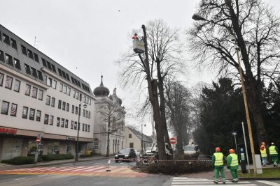 FOTO Srušena lipa na raskrižju Cesarčeve i Stepinčeve ulice