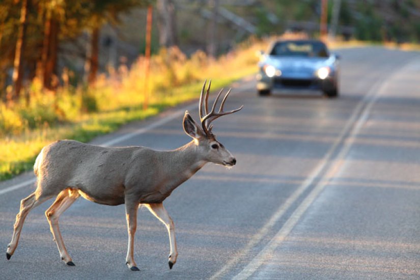 Policija poziva na pojačan oprez: Nalet vozila na divljač i domaće životinje