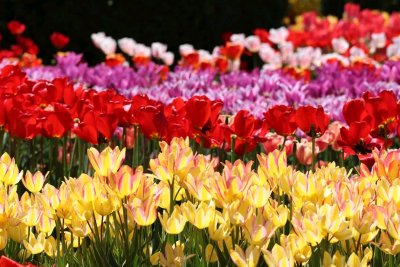 Volčji potok: Proljetna izložba cvijeća i tulipana