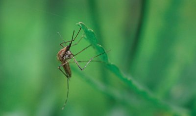 Varaždinci, zatvorite prozore: Počinje dezinsekcija komaraca na području Varaždina
