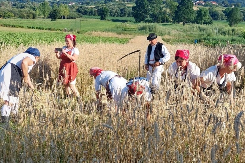 FOTO Tradicionalna žetva u Grešćevini okupila i velike i male!