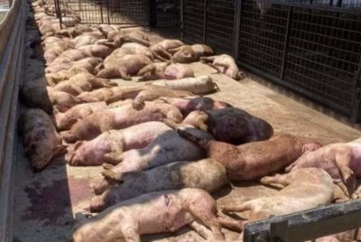 Vlada daje 7,5 milijuna eura za pogođene svinjskom kugom, a nezadovoljni traže odstrel divljih svinja