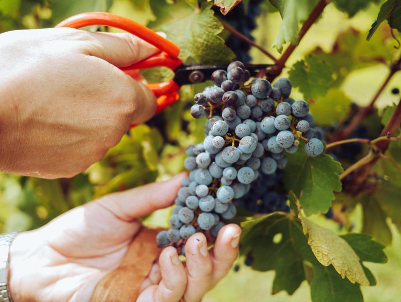 Predsjednik jalžabetske Udruge vinogradara i vinara: &quot;Godina iznimno teška, očekujemo manje prinose grožđa&quot;