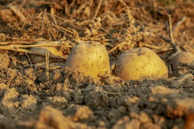 S oranice u Velikom Bukovcu ukradeno više stotina kilograma krumpira, graha i cikle