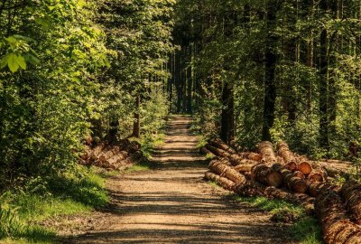 U Ljublju Kalničkom prilikom rušenja stabla smrtno stradao 65-godišnjak