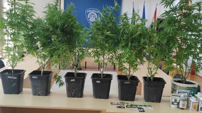 U kući u okolici Varaždina pronađeno 7 stabiljki marihuane, 3.5 grama &quot;trave&quot; te pribor za uzgoj