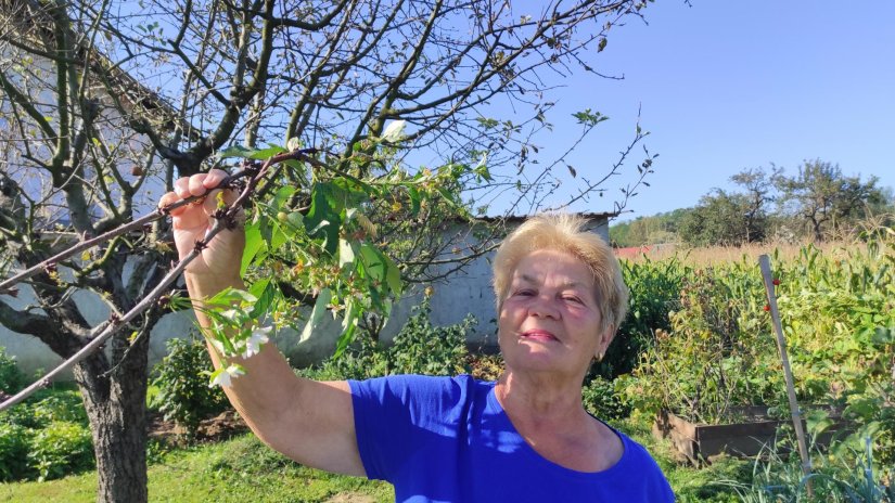 Rujansko iznenađenje u vrtu Terezije Herceg: Procvala trešnja na kraju ljeta!