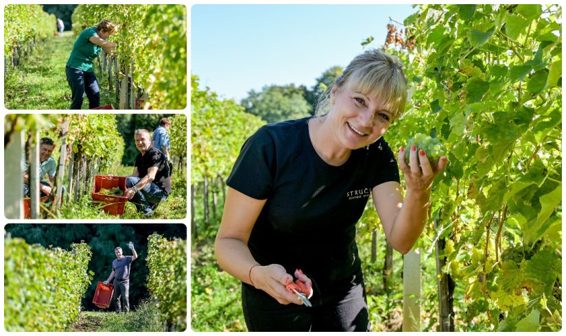 FOTO Županijska berba u Vinogradima Ludbreškima: pročelnik Vincek i župan Stričak primili se posla