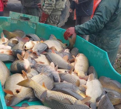 ŠRK Varaždin predviđa poribljavanje s ukupno 2720 kilograma ribe