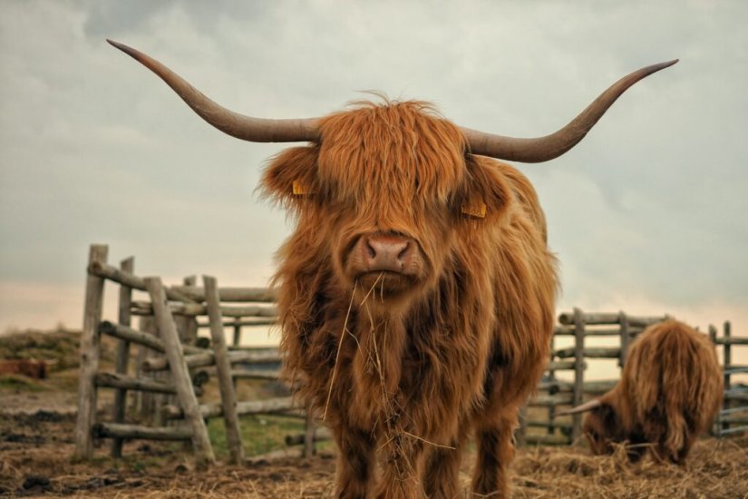 Branko iz Donje Voće počeo uzgajati škotska visinska goveda