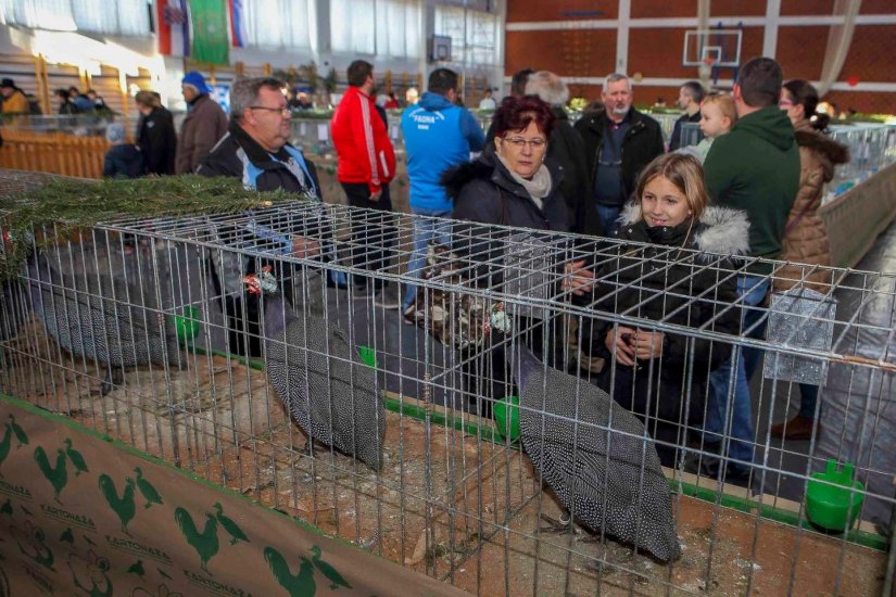 Obiđite ovog vikenda izložbu u Ivancu s oko 600 kunića, ptica, golubova, peradi…