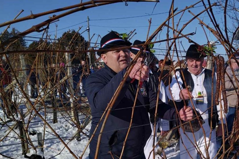 Općina Martijanec objavila Javni poziv za sufinanciranje loznih cijepova graševine