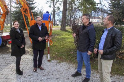 IVANEČKA LIPA Sa starog stabla će se uzgojiti klonovi stare lipe i pokloniti građanima