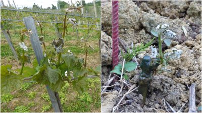 FOTO: Mraz učinio velike štete u voćnjacima i vinogradima u Općini Cestica