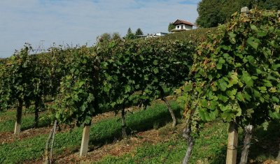 U utorak u palači Herzer: Utjecaj klimatskih promjena na vinogradarski sektor