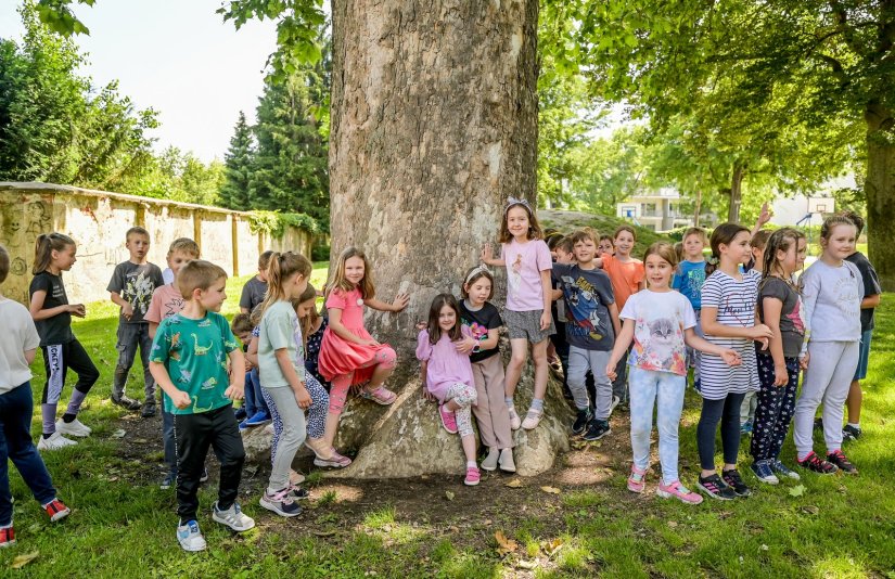 &quot;Varaždinski div&quot;, javorolisna platana iz dvorišta II. OŠ varaždinsko Stablo godine