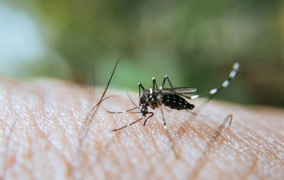 Dezinsekcija komaraca u Lepoglavi od 2. do 4. srpnja