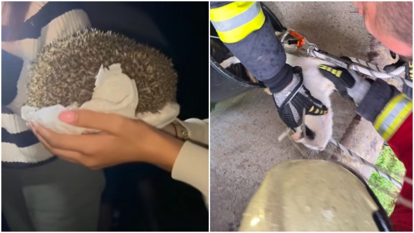 VIDEO, FOTO U Varaždinu spašavali ježa, a ludbreški vatrogasci mačka u bunaru