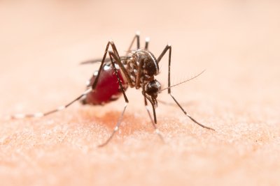 Objavljen raspored adulticidne dezinsekcije komaraca na području Varaždina