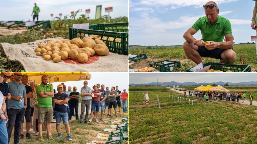 VIDEO Uz kvalitetne sorte, mjere i navodnjavanje, prinosi odlični i u klimatski te&scaron;kim godinama