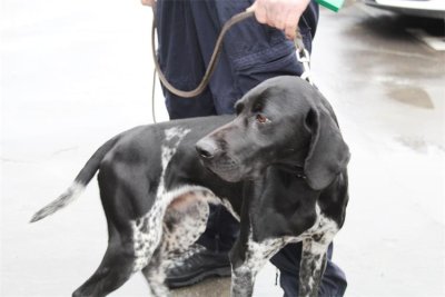 Francuski buldog ugrizao djelatnicu pošte