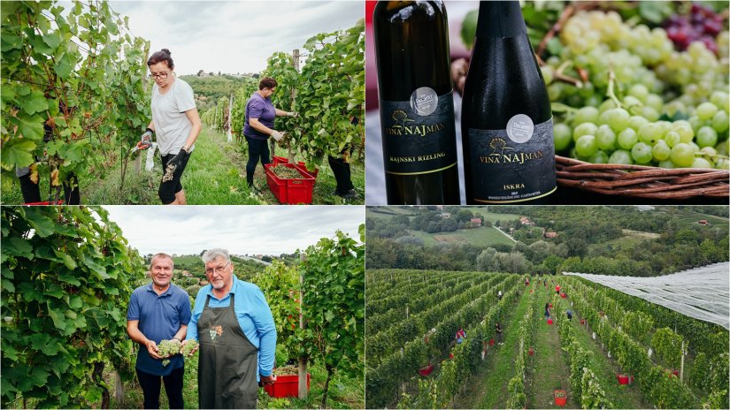 U vinogradu obitelji Najman održana tradicionalna županijska berba grožđa