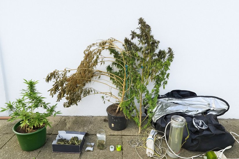 Kod 45-godišnjaka policija pronašla indijsku konoplju, šator za uzgoj...