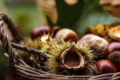 VRTNI CENTAR IVA Dugovječni pitomi kesten u vašem dvorištu može narasti i do 30 metara