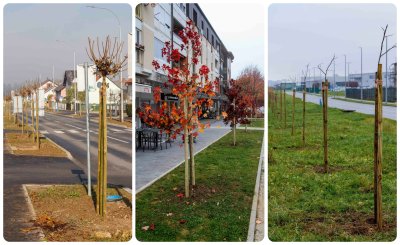 ZELENA URBANA OBNOVA Na istočnom ulazu u Ivanec i u Poslovnoj zoni zasađena 101 klonirana lipa