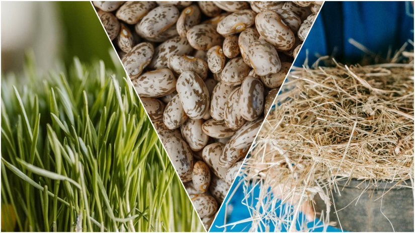 Bogatstvo običaja na Badnjak: Običaj "čučeka" čuva se od zaborava