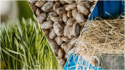 Bogatstvo običaja na Badnjak: Običaj "čučeka" čuva se od zaborava