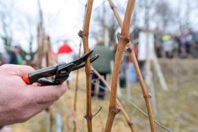 Udruga Pinta ponovno organizira Vincekovo uz blagoslov vinograda i druženje
