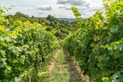 Iskrčene stotine hektara vinograda, borbu protiv zlatne žutice otežavaju i zapu&scaron;teni vinogradi