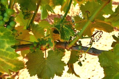 Imate zapu&scaron;ten ili vinograd pun zlatne žutice? Evo rje&scaron;enja!