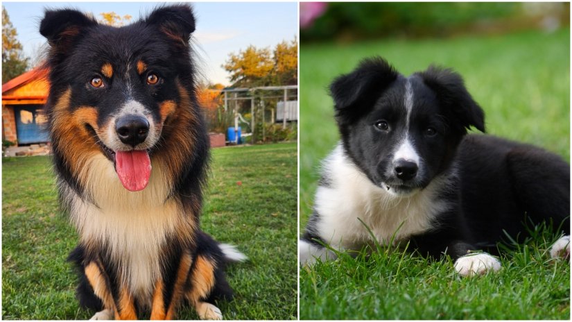 Border collie traži damu za potomstvo prije nego ostane bez "mu&scaron;kosti"