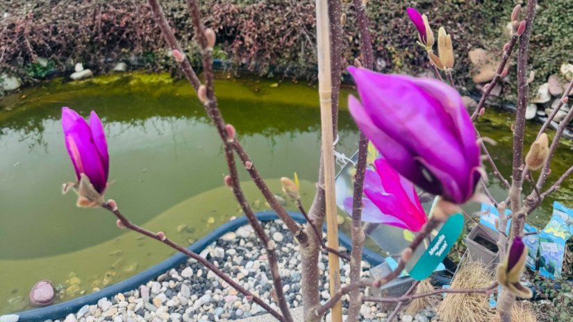 VRTNI CENTAR IVA Povodom prvog rođendana poslovnice u Nedeljancu poklanjamo magnoliju